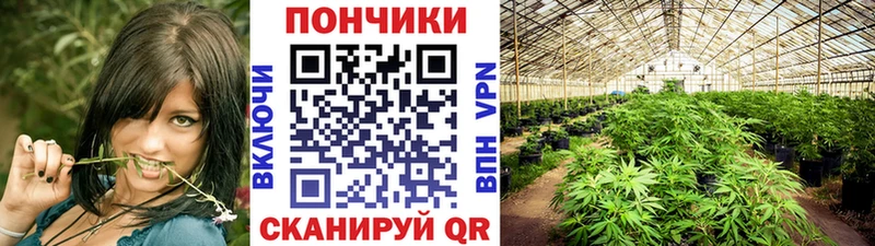 Шишки марихуана планчик  Аша 